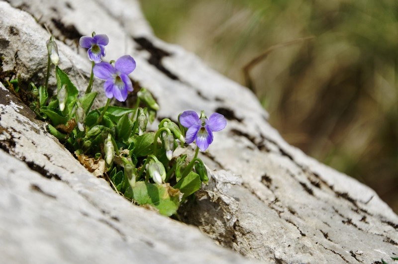 Viola sp.