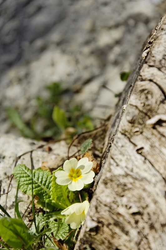 Primula sp.