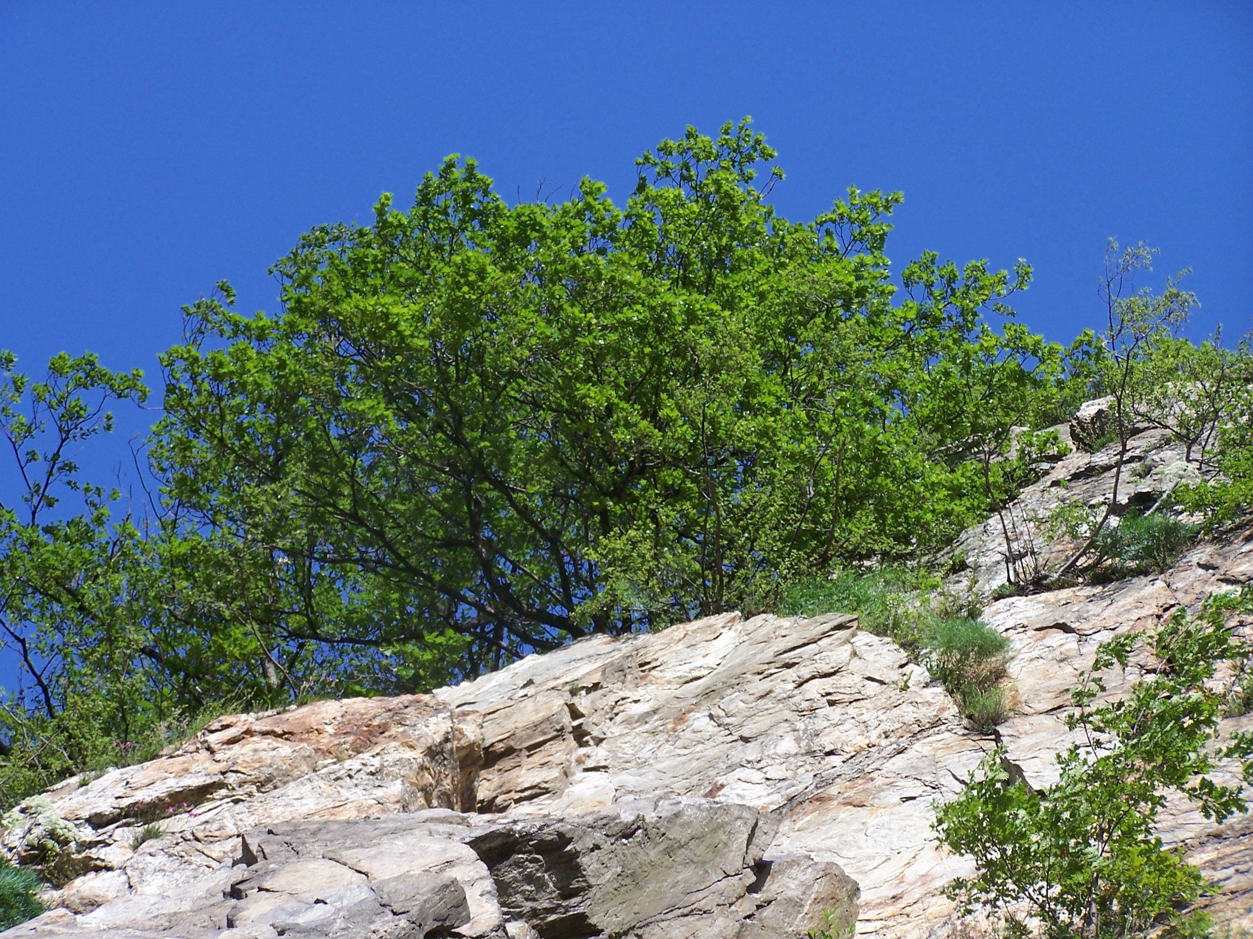 Falaise de la rochetaillée, dans la dalle...
