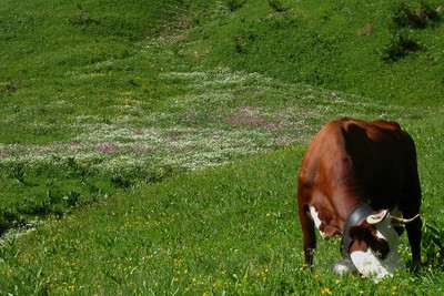 Ça va faire du bon fromage d'Abondance! Ça va faire du bon fromage d'Abondance!