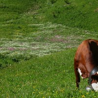 Ça va faire du bon fromage d'Abondance!