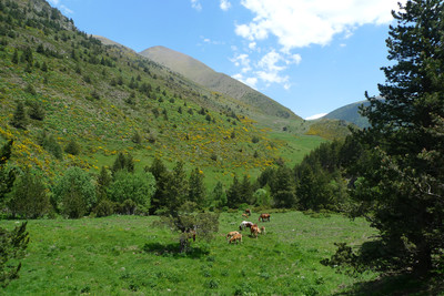 Passades les bordes de Conflent Passades les bordes de Conflent