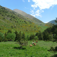 Passades les bordes de Conflent