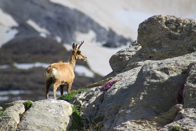 Mont perdu : Un isard au bivouac Mont perdu : Un isard au bivouac