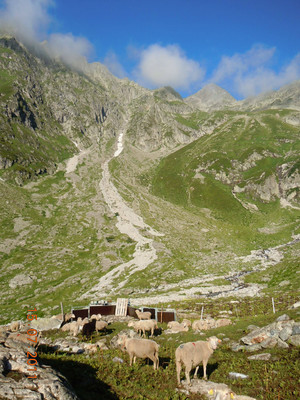 brebis sur l'alpage brebis sur l'alpage