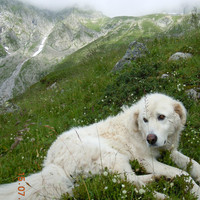 "Vox", le patou du troupeau