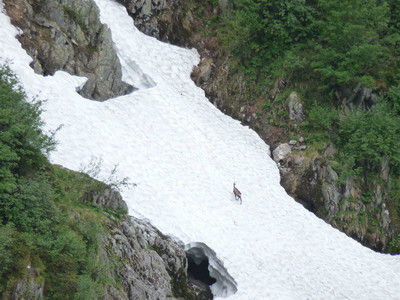 chamois en milieu d'apres midi chamois en milieu d'apres midi