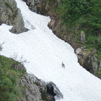 chamois en milieu d'apres midi