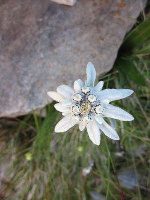 Edelweiss