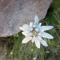 Edelweiss