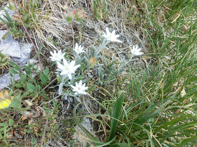 Edelweiss à profusion au sommet