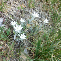 Edelweiss à profusion au sommet