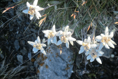 edelweiss