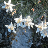 edelweiss