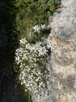Vallon de la Moulette, deuxième tour - Dans la descente en rappels, plein d'edelweiss