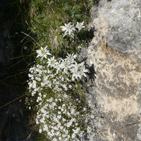 Vallon de la Moulette, deuxième tour - Dans la descente en rappels, plein d'edelweiss