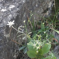 Edelweis, il y en a partout