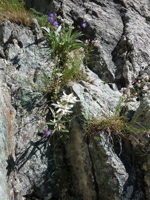 Edelweiss dans la voie