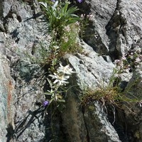 Edelweiss dans la voie