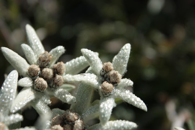 Edelweiss