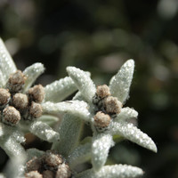 Edelweiss