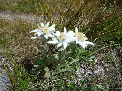 J12: Edelweiss en cours de route