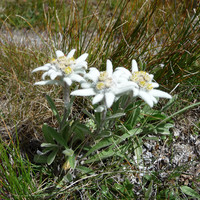 J12: Edelweiss en cours de route