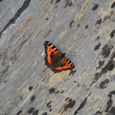 papillon vers Arpille