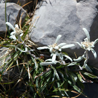 Edelweiss dans le vallon de Lavasar