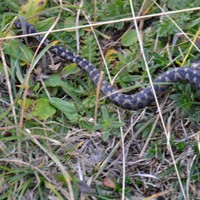 serpent 50-60cm (couleuvre jaune et verte?) non loin du Col de Verne/Vernaz 1814m