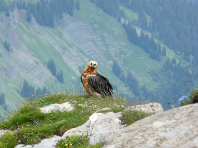 Un gypaëte pose au Charin Un gypaëte pose au Charin
