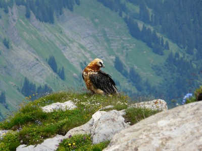 gypaëte au charvin gypaëte au charvin