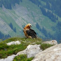 gypaëte au charvin