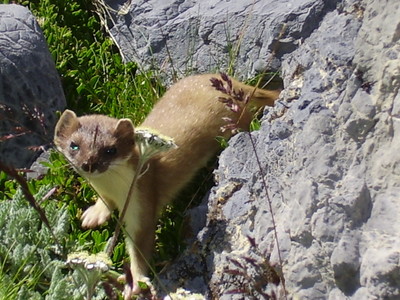 Furtive apparition d'une hermine Furtive apparition d'une hermine