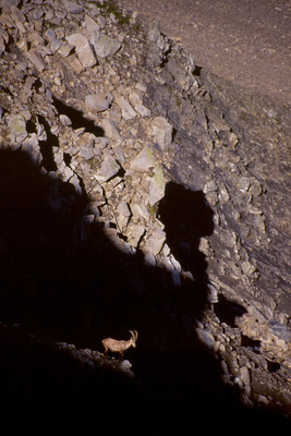 Grimpeur beaufortain Grimpeur beaufortain
