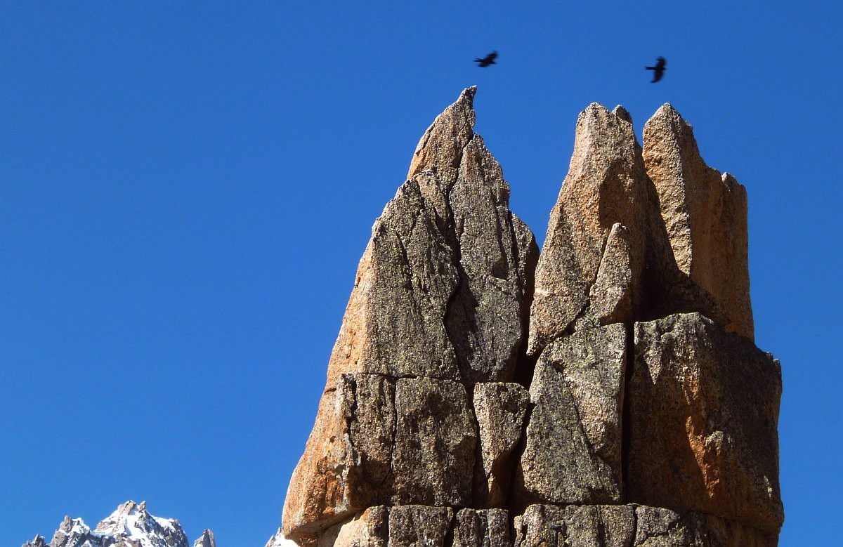 Choucas sur pointes Aiguille du Refuge (Argentière)