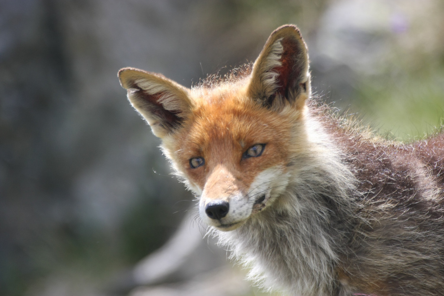 renard du Grand Paradis
