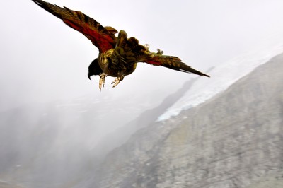 Kea NZ Kea NZ