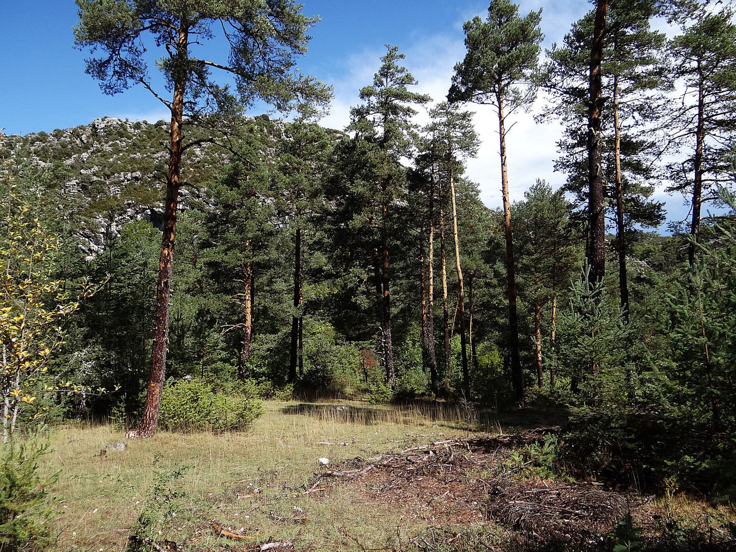 Ambiance forêt dans les Combes