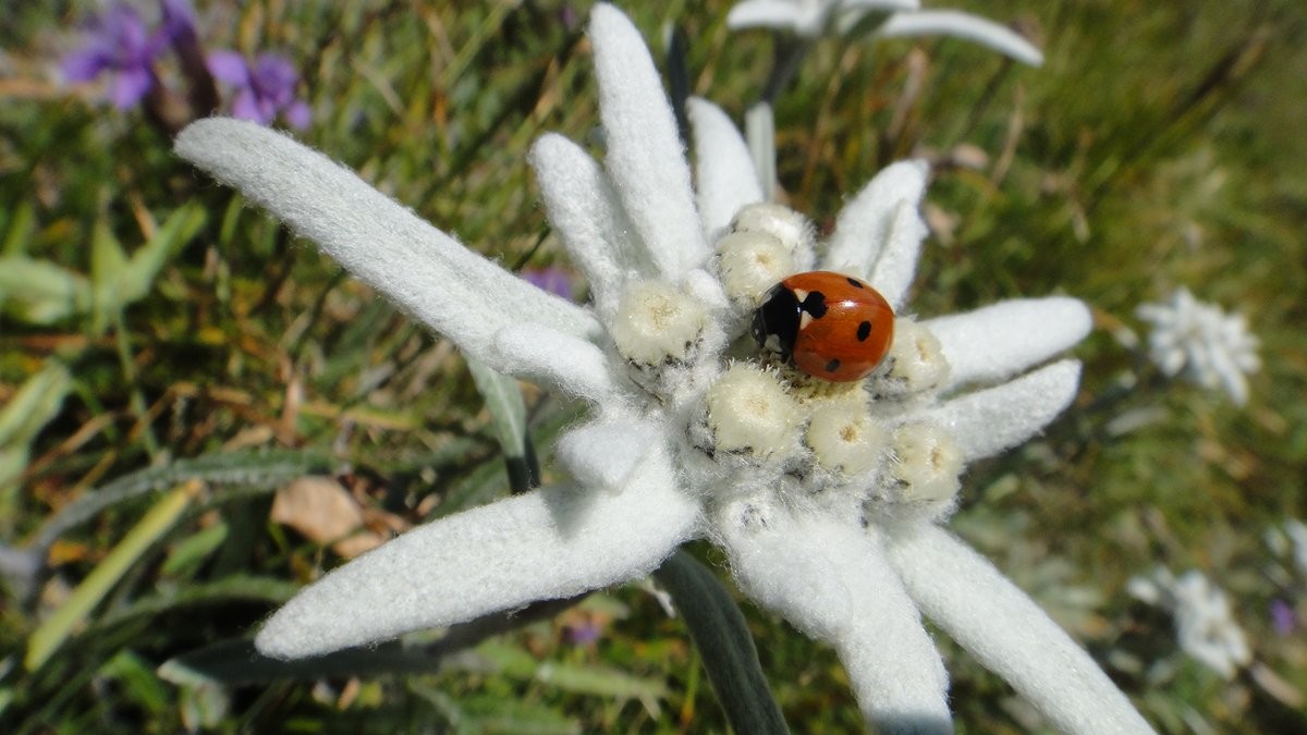 coccinelle sur un duvet