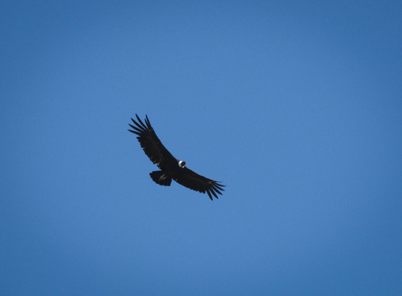 Condor des Andes, Argentine