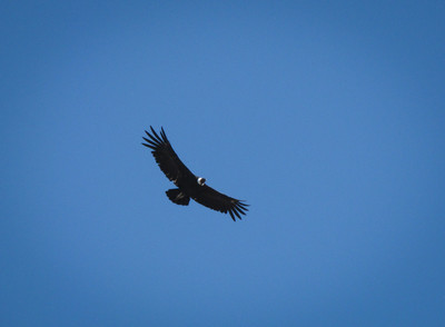 Condor des Andes, Argentine Condor des Andes, Argentine