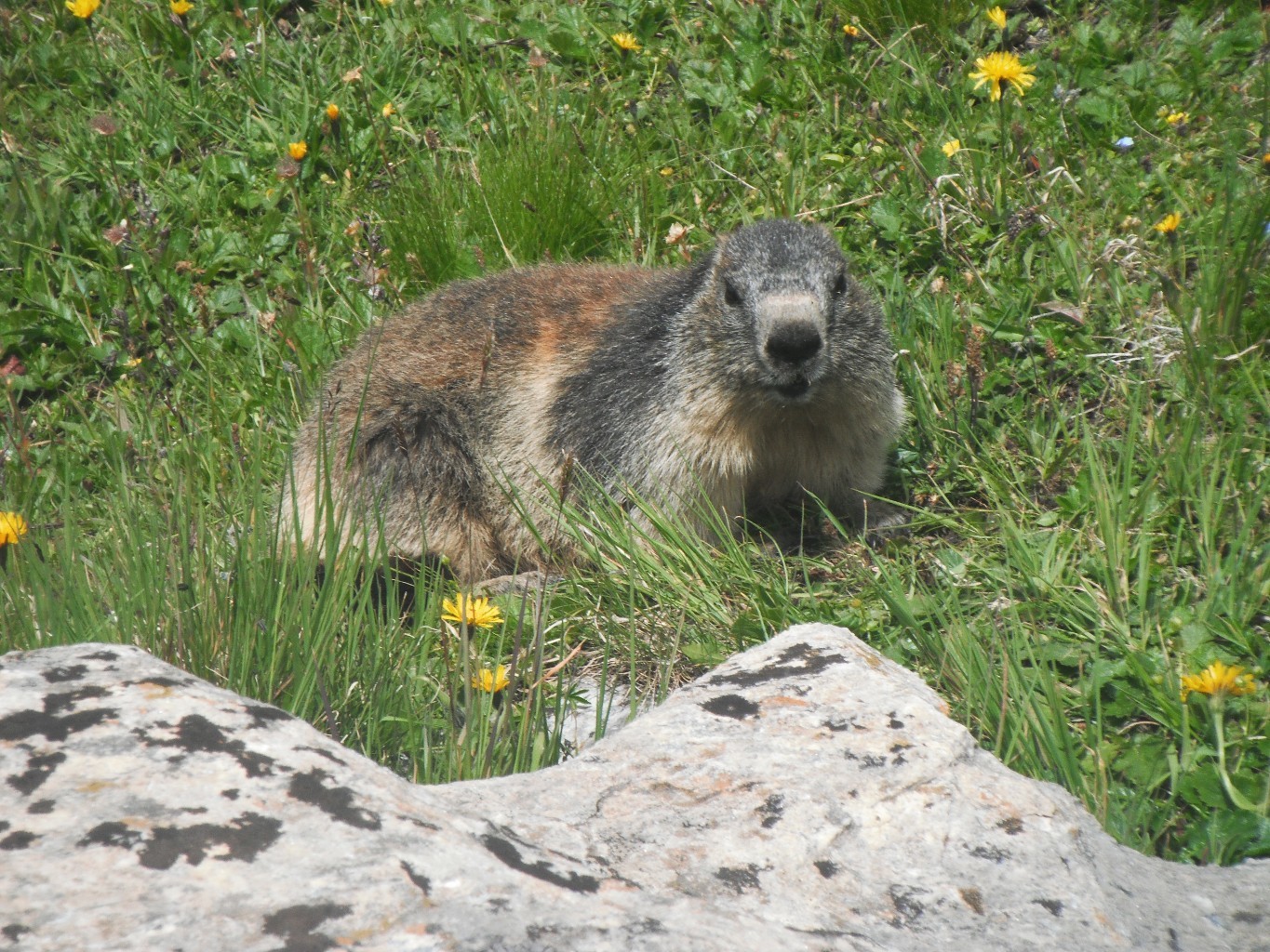 Marmotte