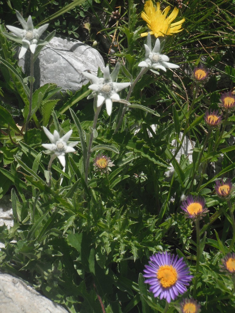 Edelweiss