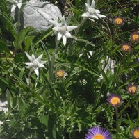 Edelweiss