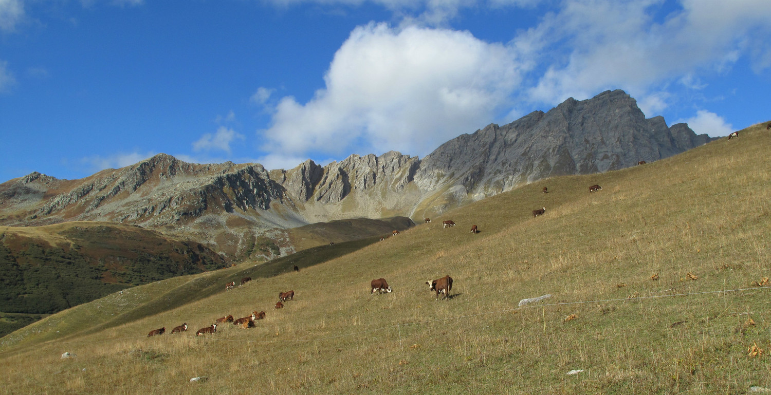 Traversée des prairies de Combameinaz
