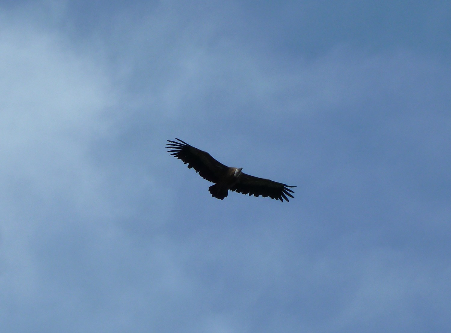 Vautour