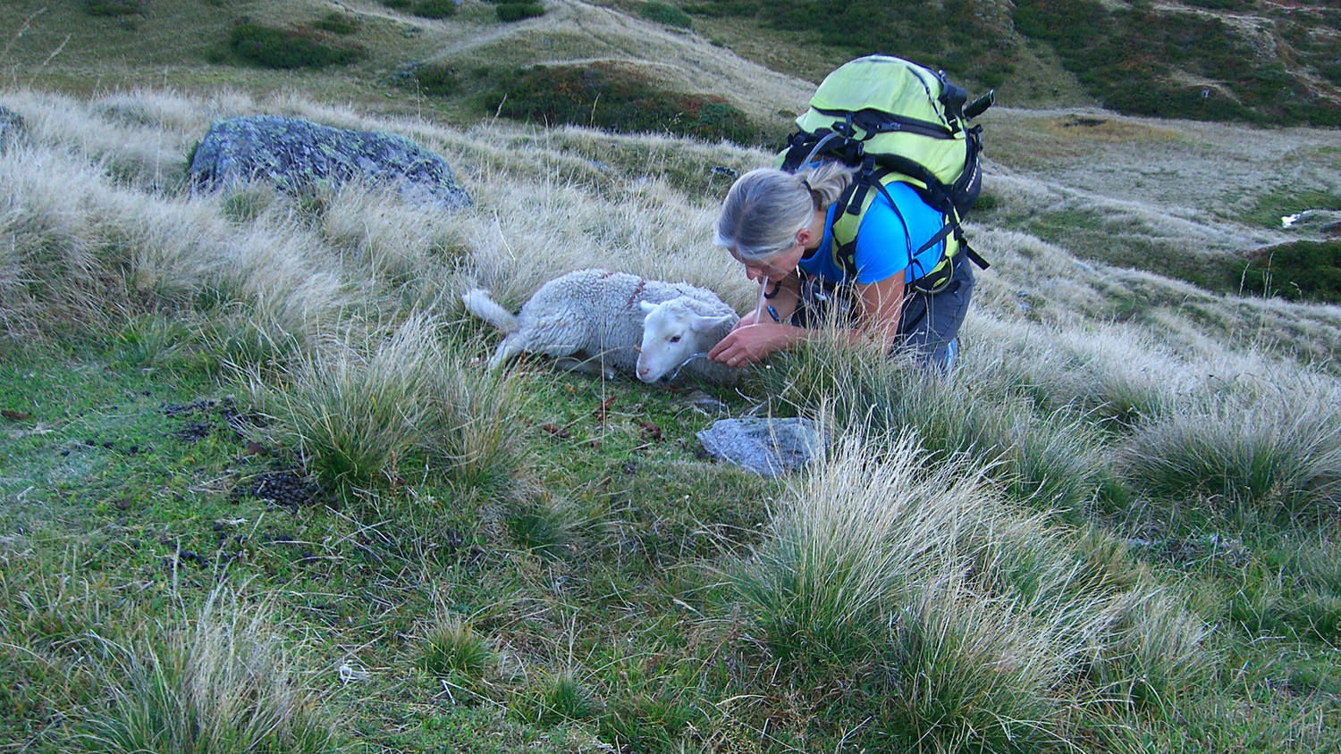 Pormenaz - Martine à la montagne, Martine vétérinaire