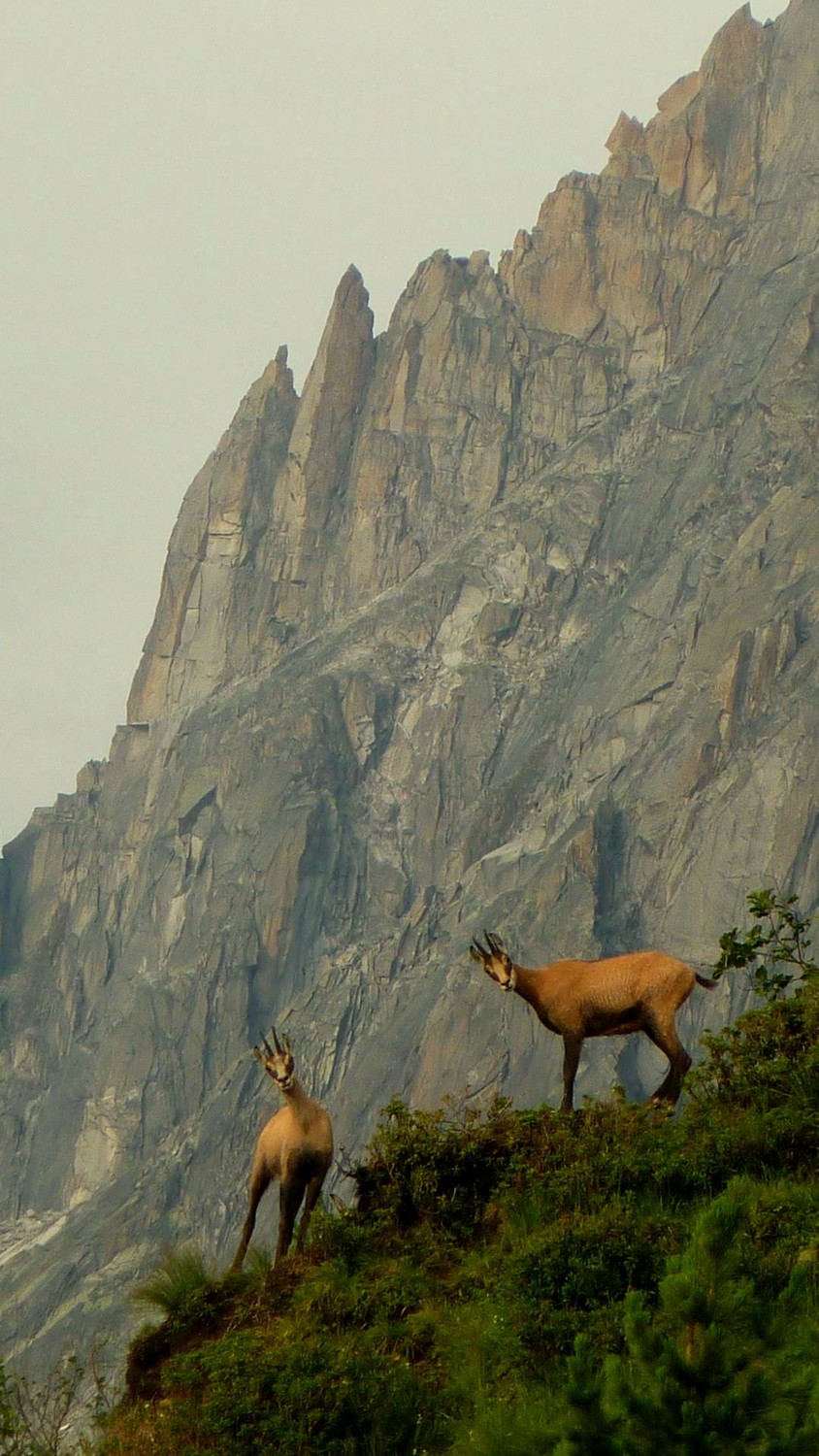 montée a la jonction (chamonix )