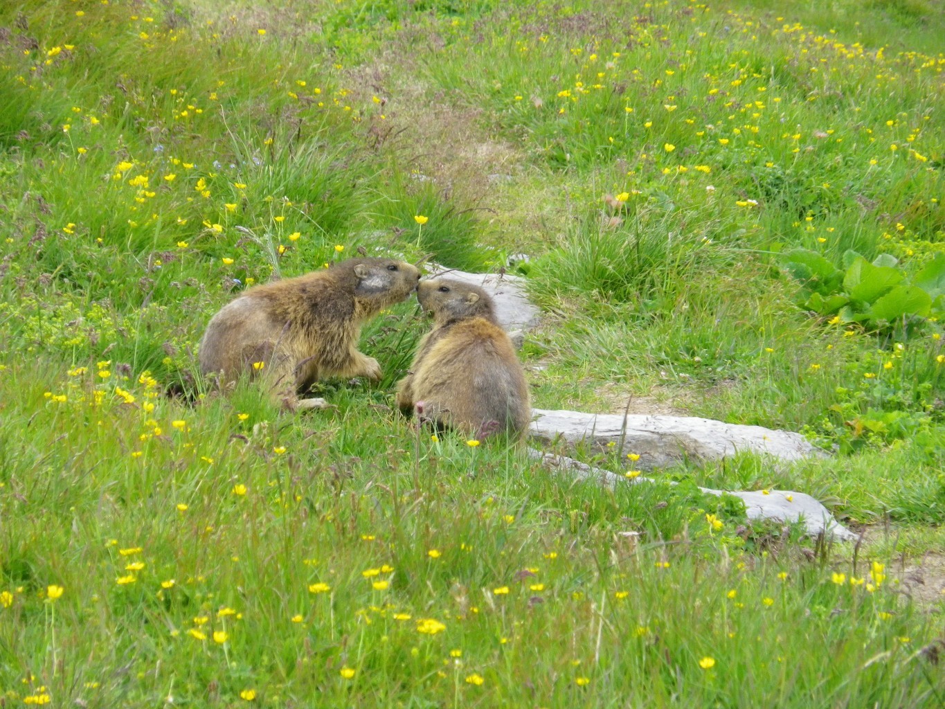 Marmottes Amoureuses